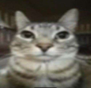 A very serious, slightly blurry, aggressively round gray tabby cat staring directly into the camera like it just found your search history.